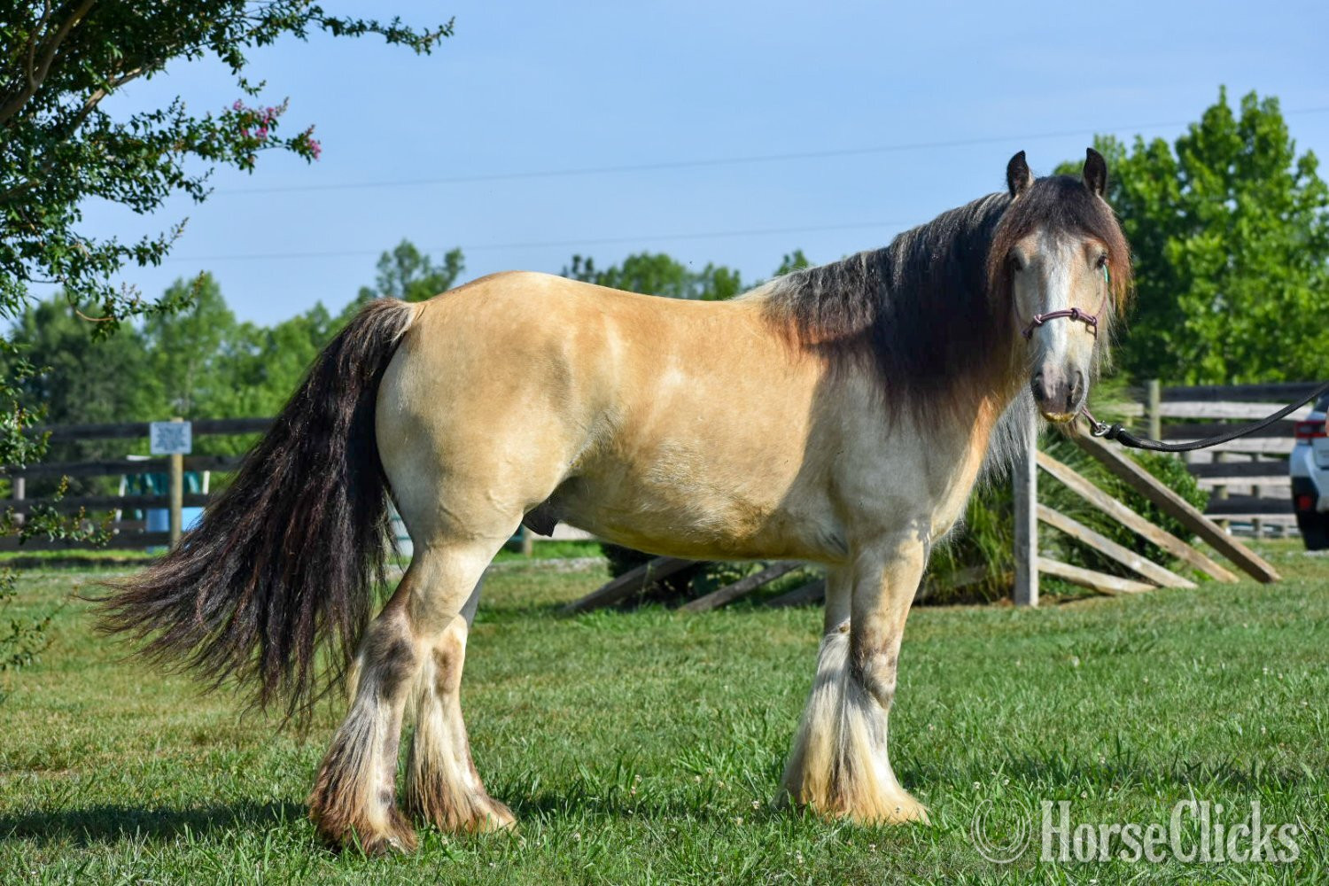 "Mischief" Buckskin Gelding Gypsy Vanner in Virginia