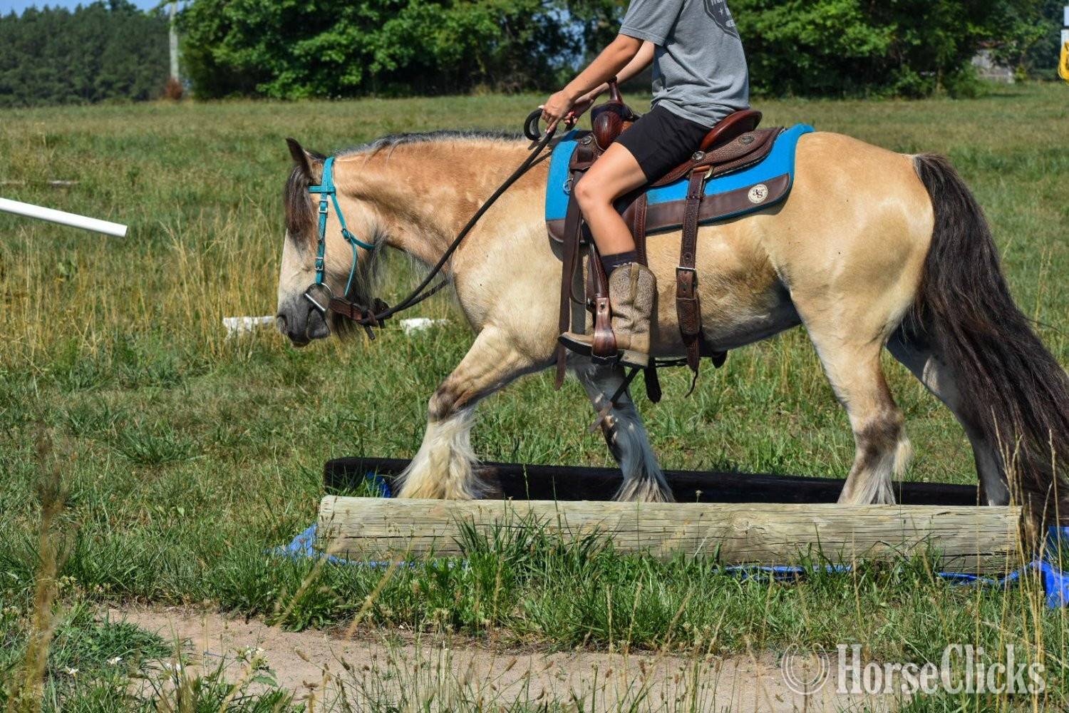 Virginia "Mischief" Buckskin Gelding Gypsy Vanner