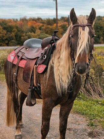 "GRIFFIN" Silver Dapple Gelding Friesian