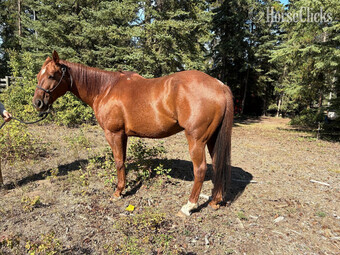 "Snip" Sorrel Gelding Quarter Horse
