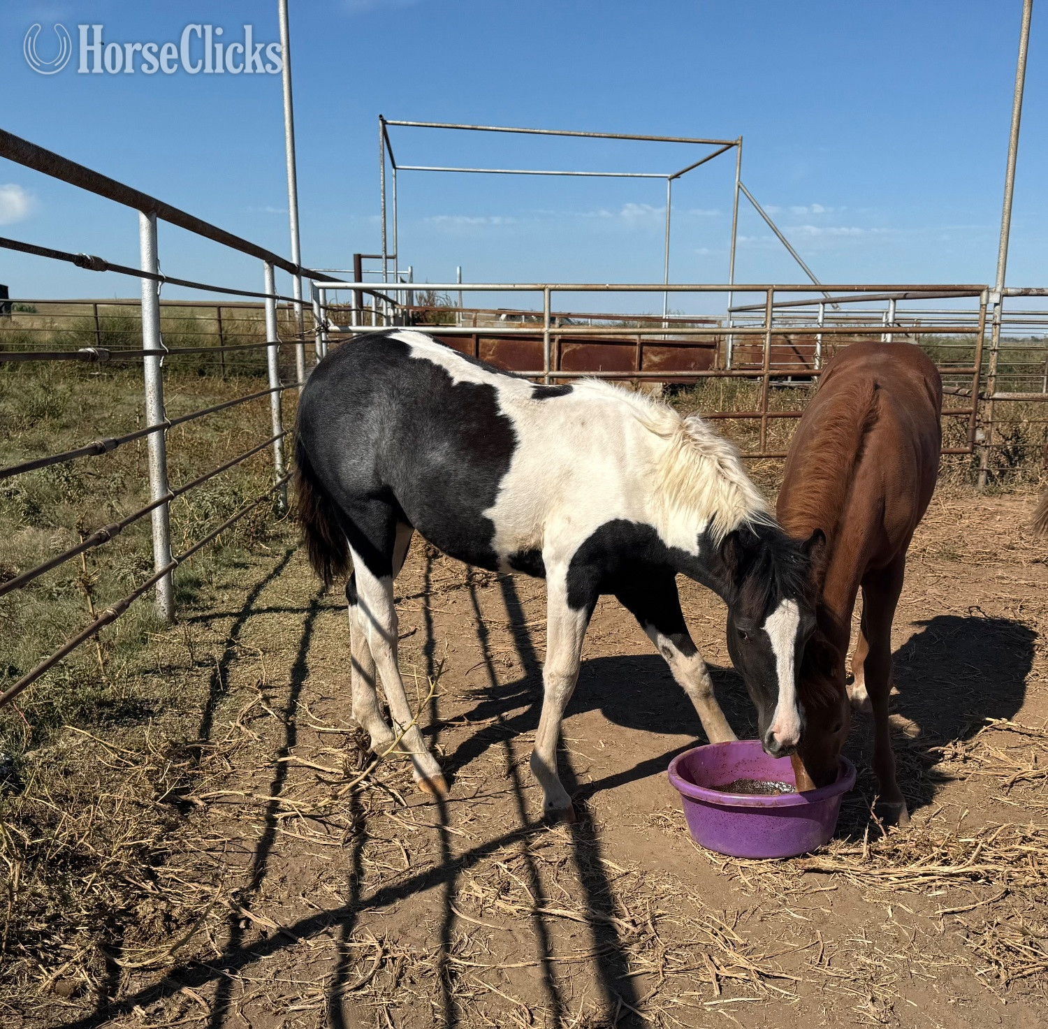 "Kate " Black Filly Quarter Pony in Kansas