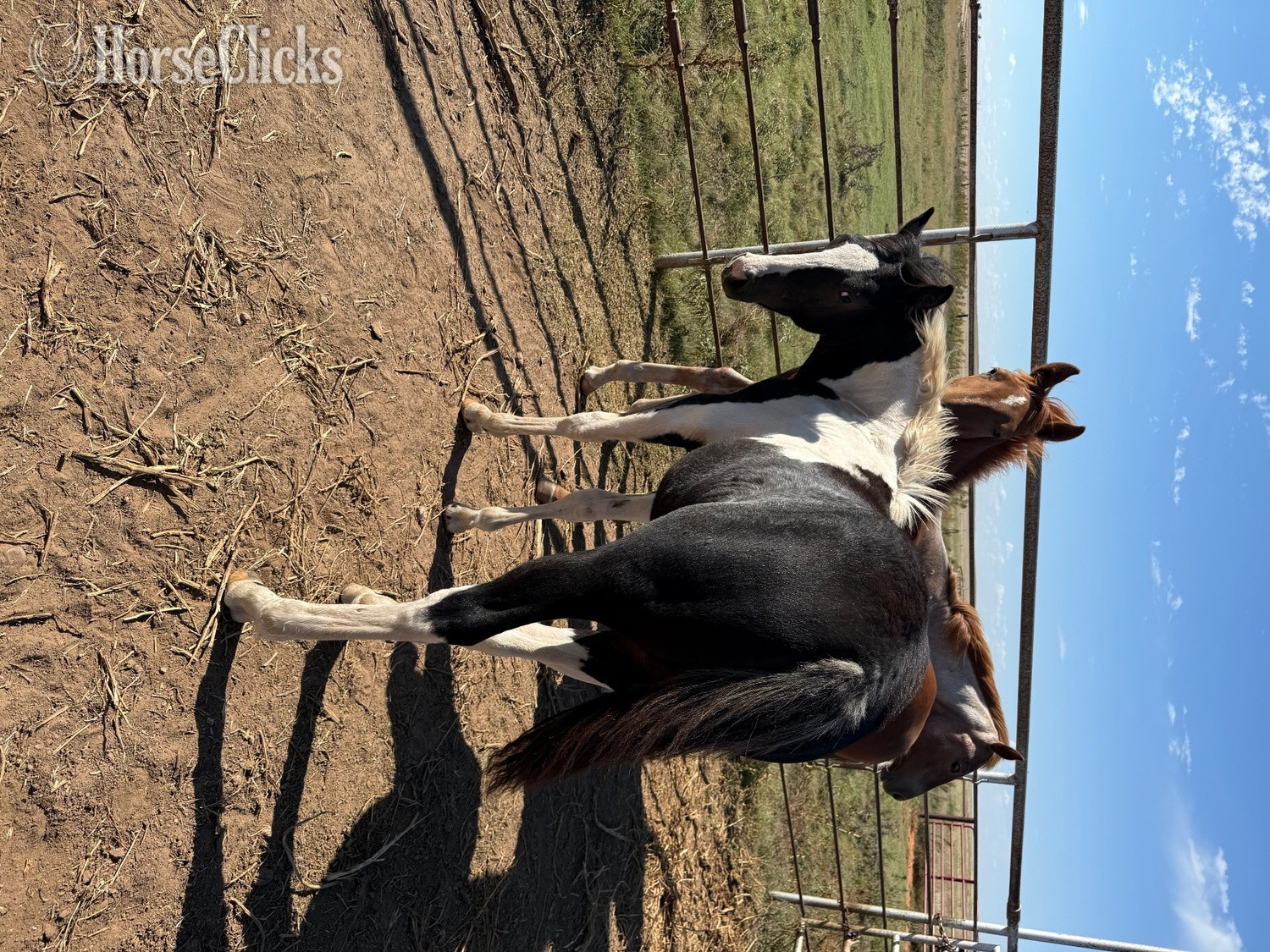 "Kate " Black Filly Quarter Pony