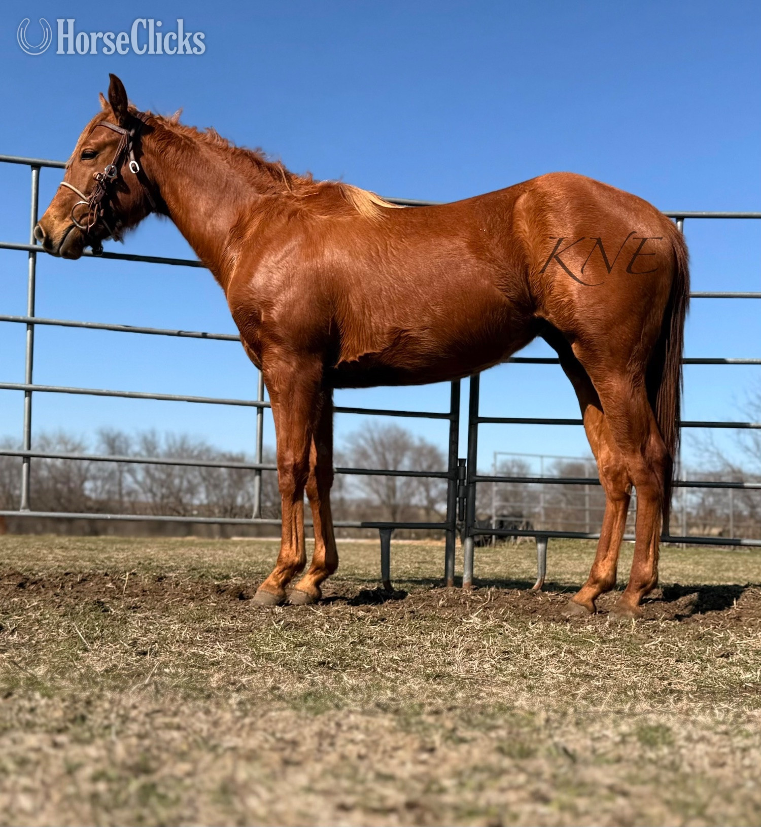 "San Quixote Sugar" Sorrel Filly Quarter Horse in Texas
