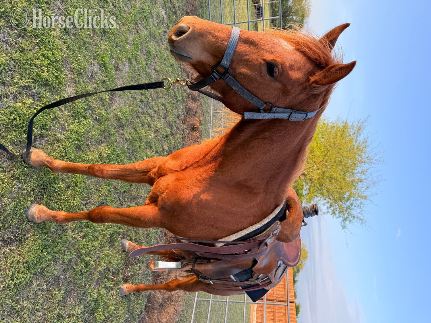 "San Quixote Sugar" Sorrel Filly Quarter Horse