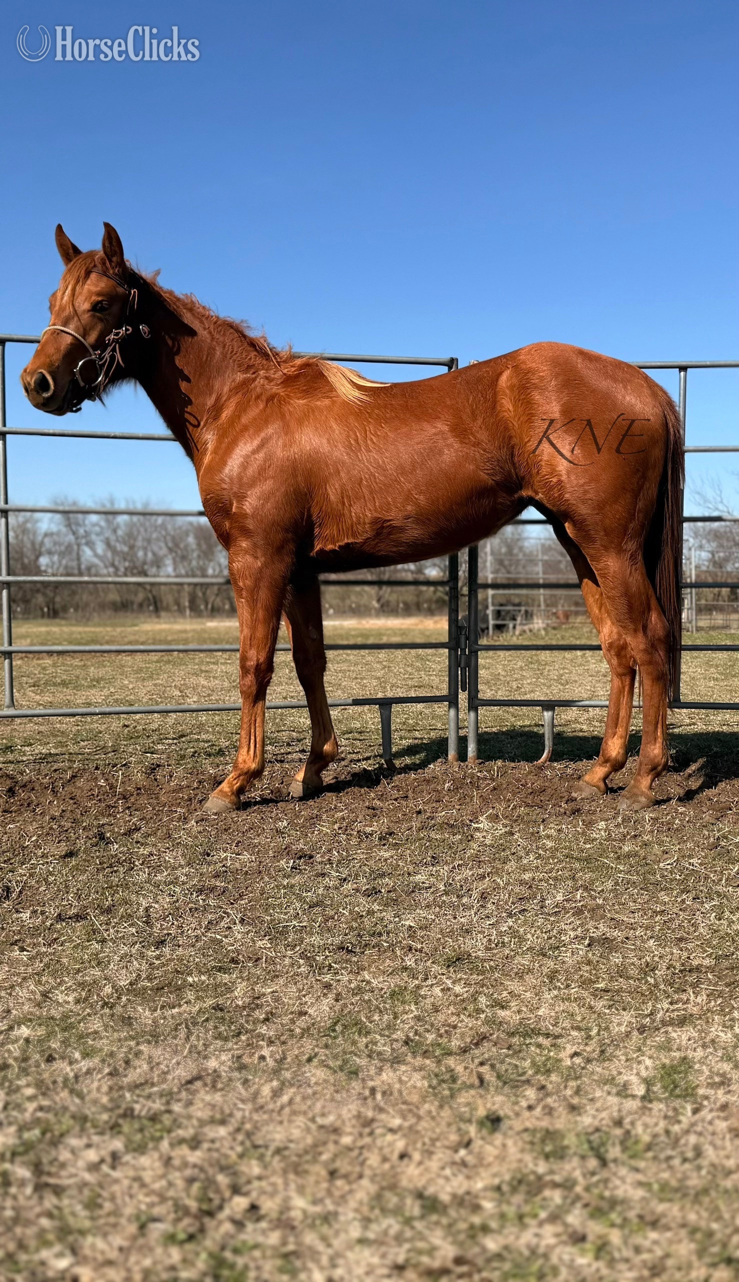 Texas "San Quixote Sugar" Sorrel Filly Quarter Horse