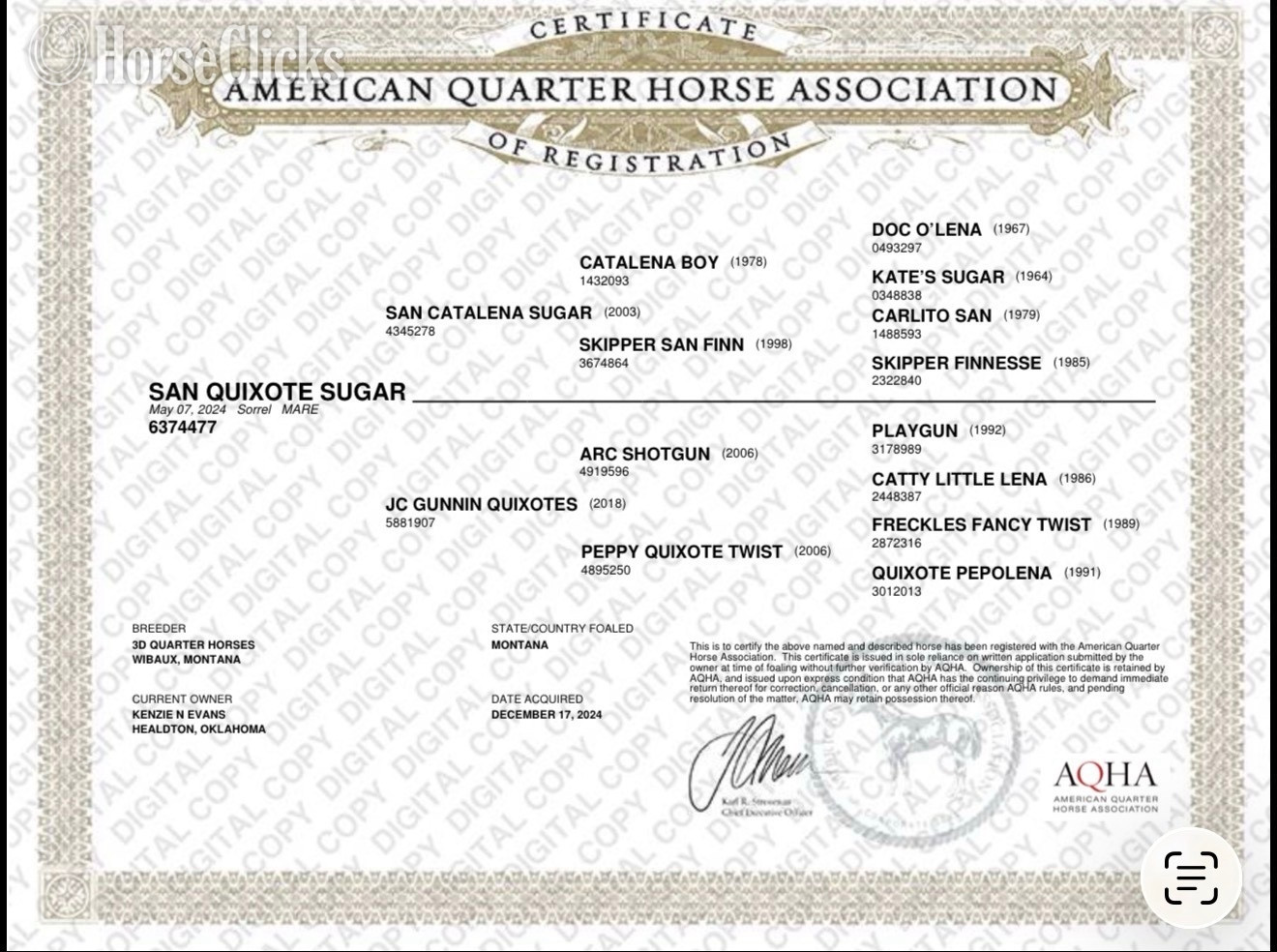 "San Quixote Sugar" Sorrel Filly Quarter Horse - Quarter Horse in Texas