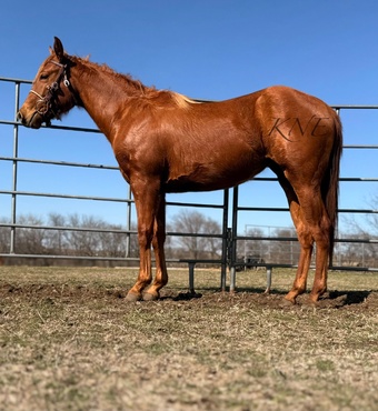 "San Quixote Sugar" Sorrel Filly Quarter Horse