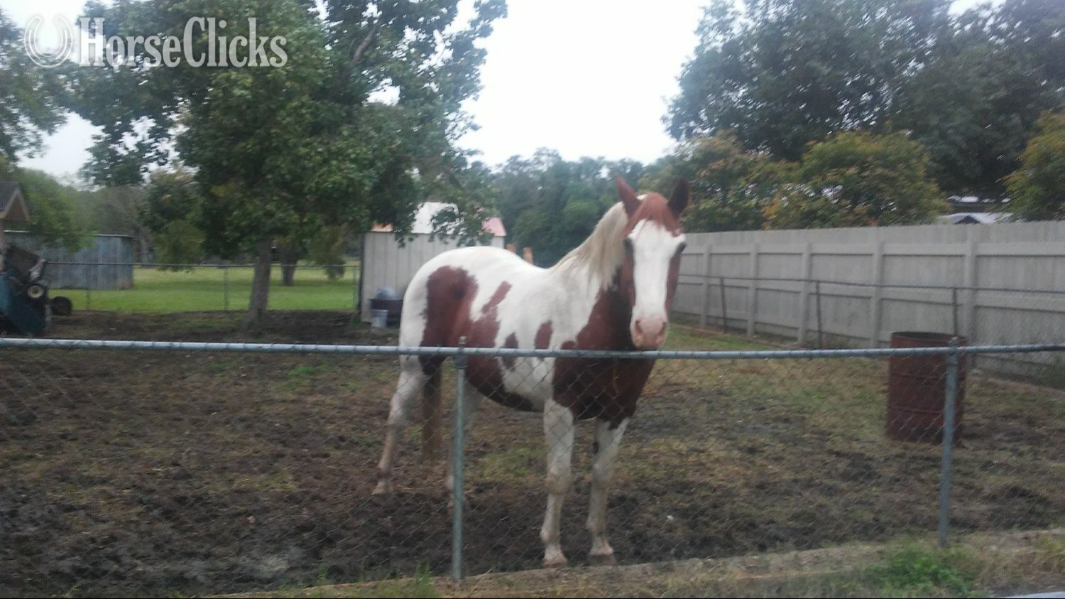 "LeosPartyKat" Tabiano Gelding Paint in Alabama