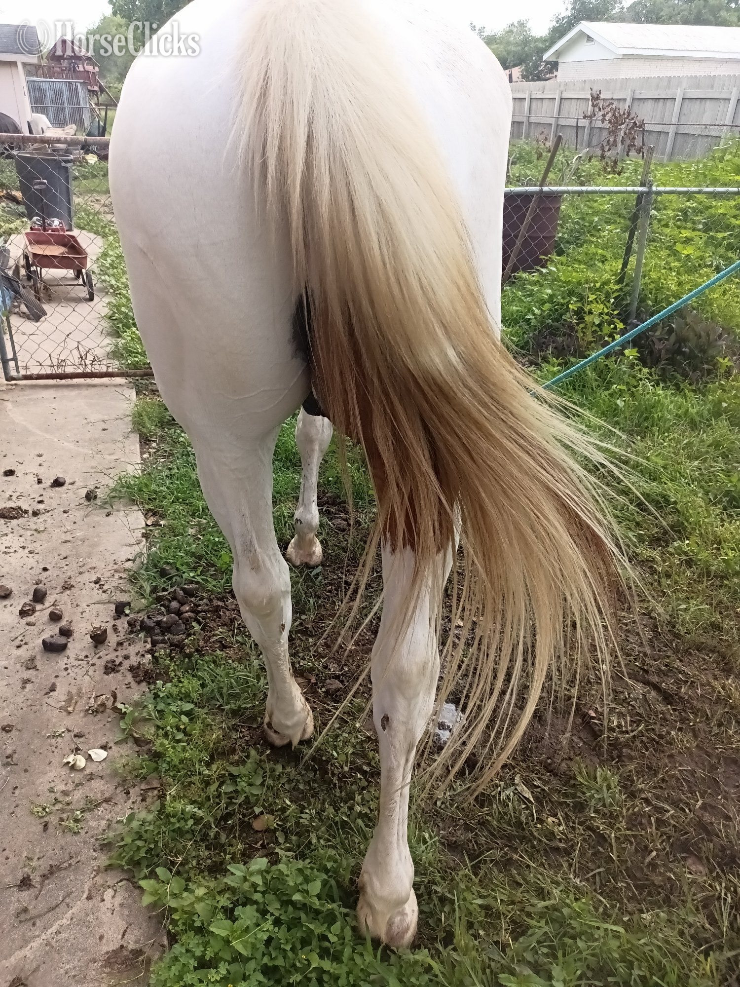 "LeosPartyKat" Tabiano Gelding Paint
