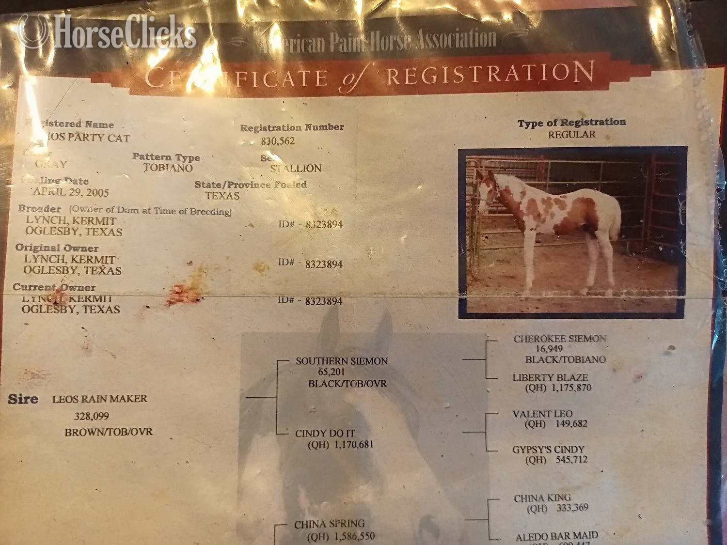 Alabama "LeosPartyKat" Tabiano Gelding Paint
