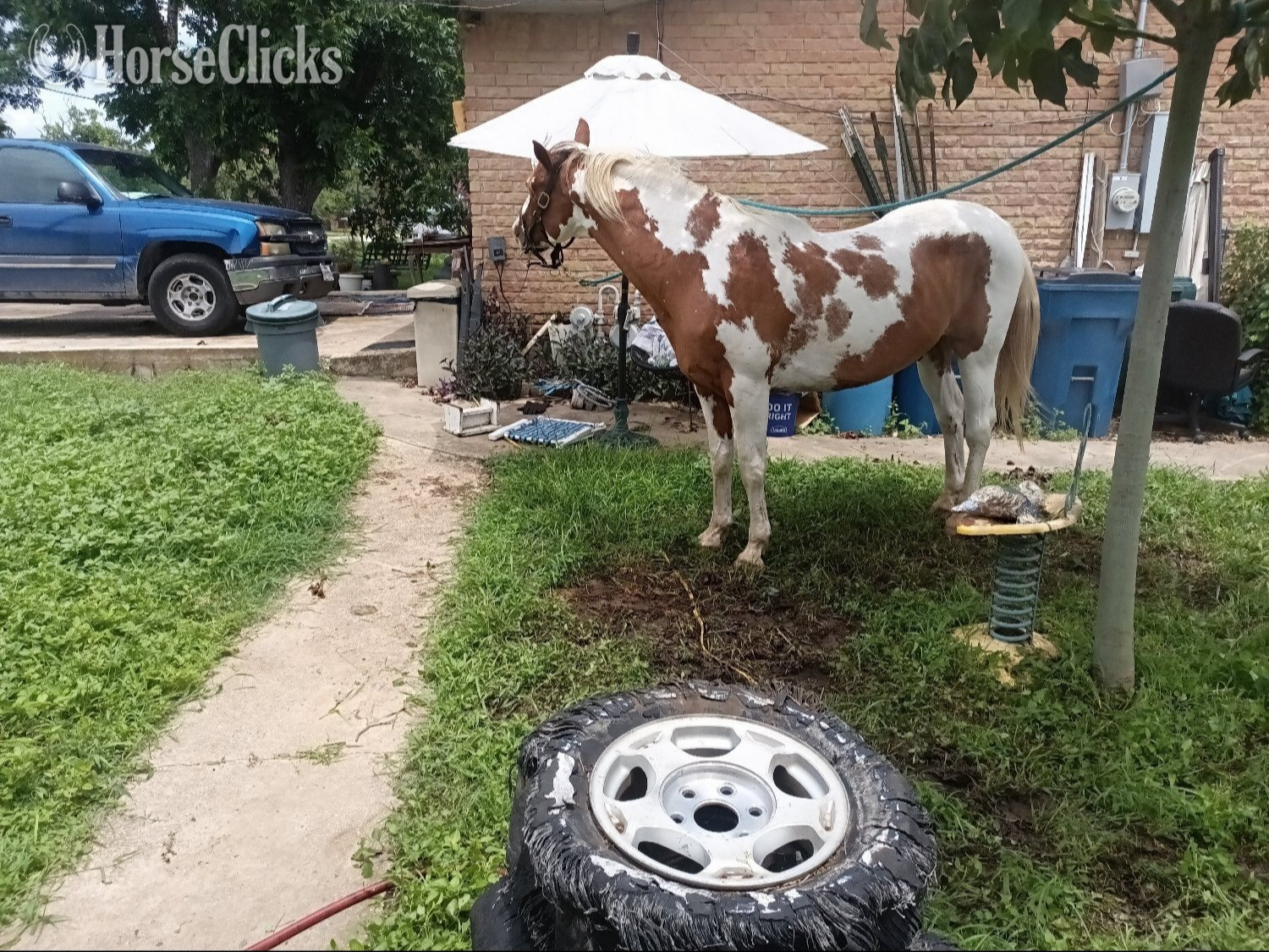 "LeosPartyKat" Tabiano Gelding Paint - Paint in Alabama