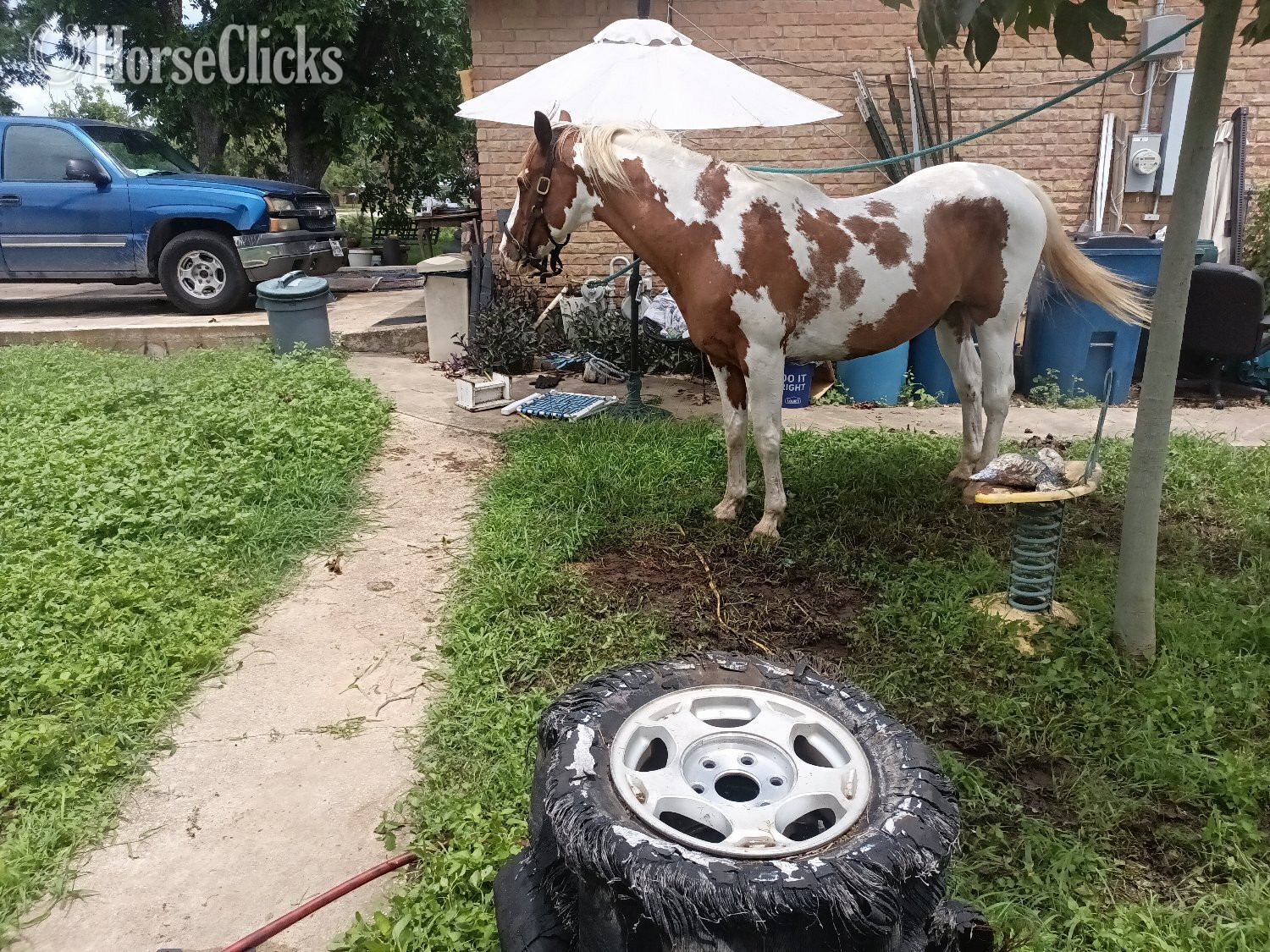 "LeosPartyKat" Tabiano Gelding Paint - Paint