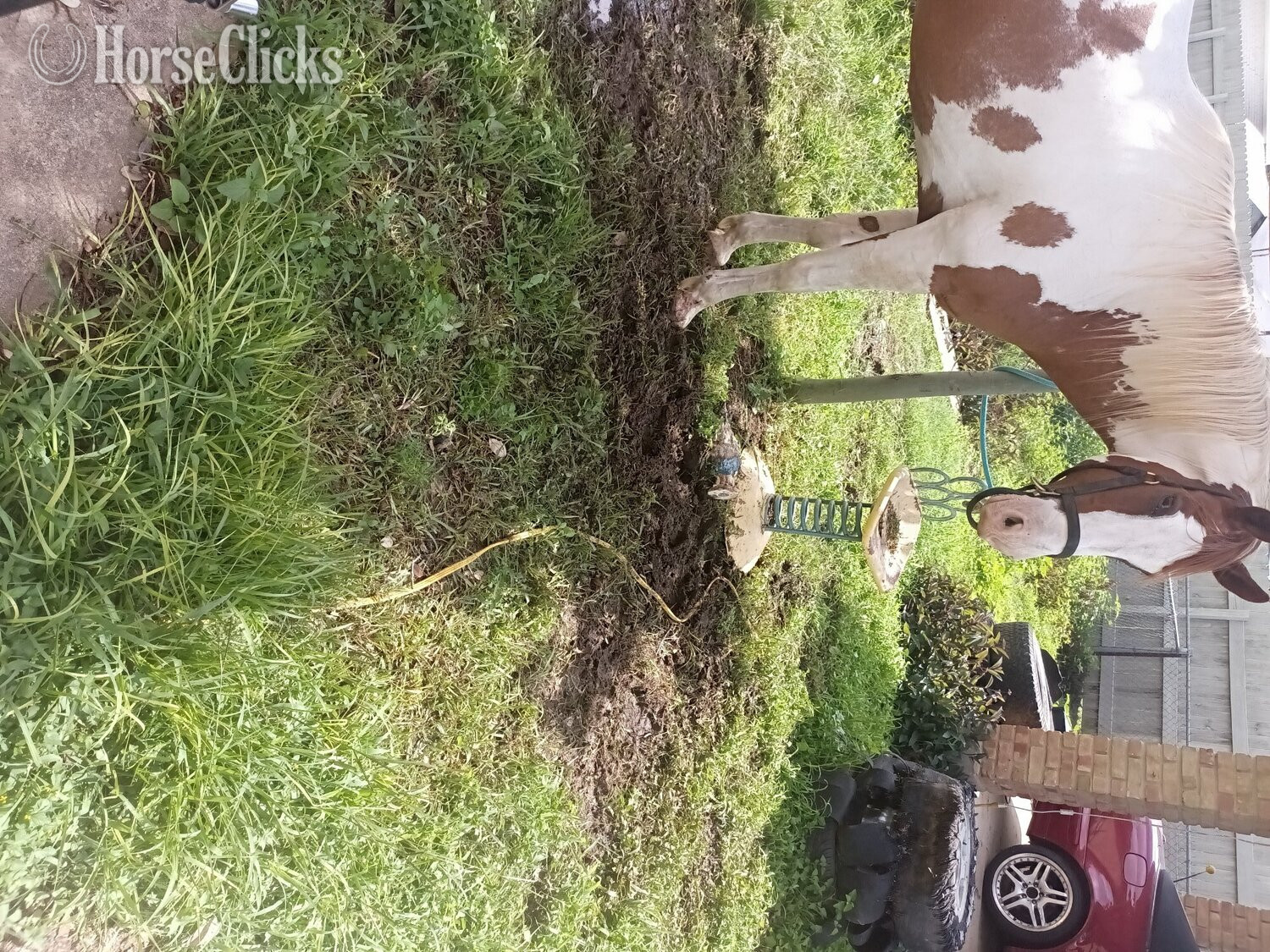 "LeosPartyKat" Tabiano Gelding Paint Alabama