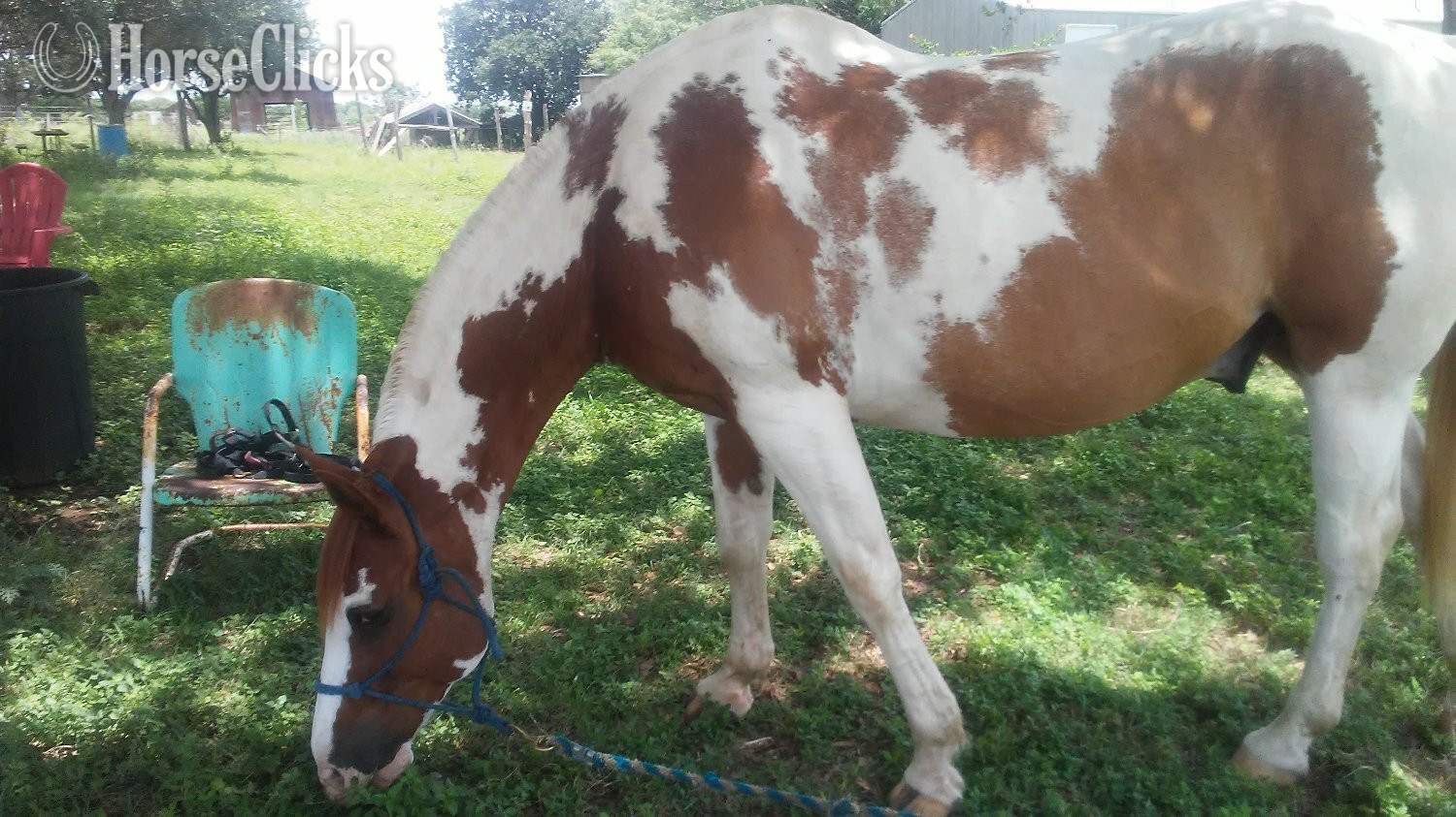 Paint - "LeosPartyKat" Tabiano Gelding Paint in Alabama