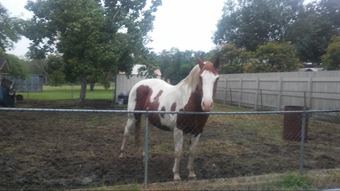 "LeosPartyKat" Tabiano Gelding Paint