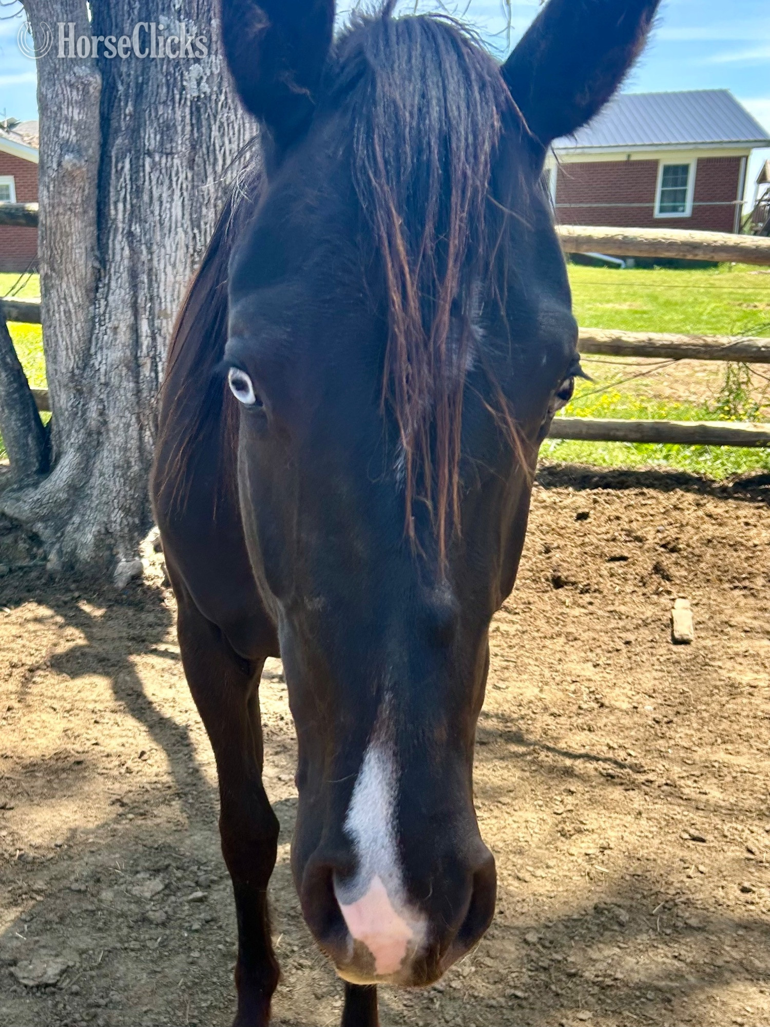 "Chickaletta " Black Mare Quarter Horse