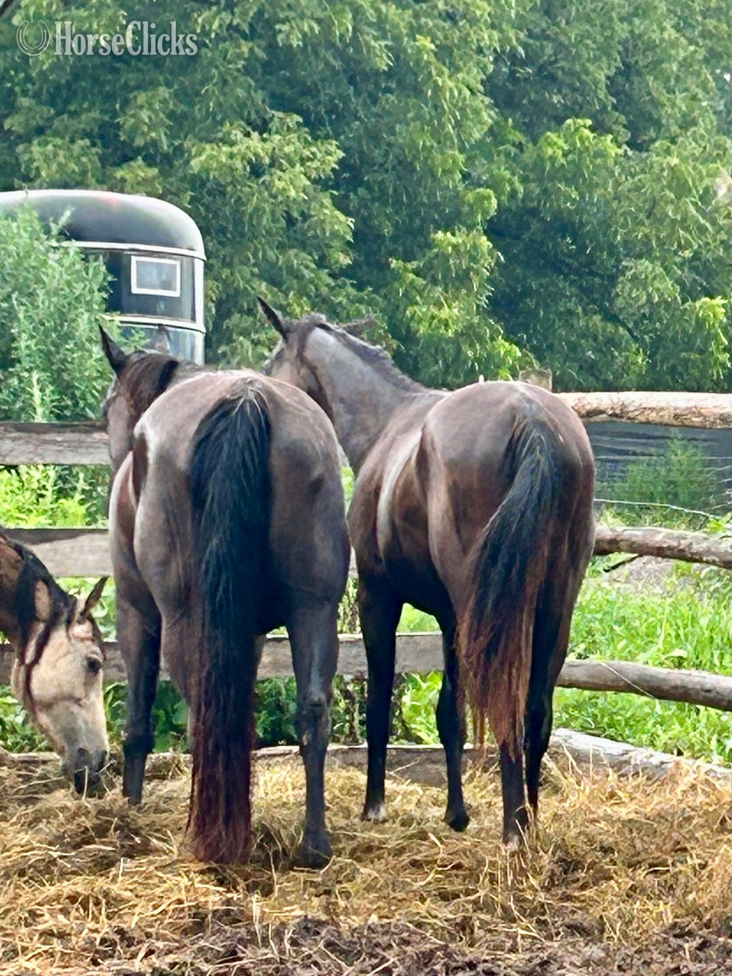 "Chickaletta " Black Mare Quarter Horse Kentucky