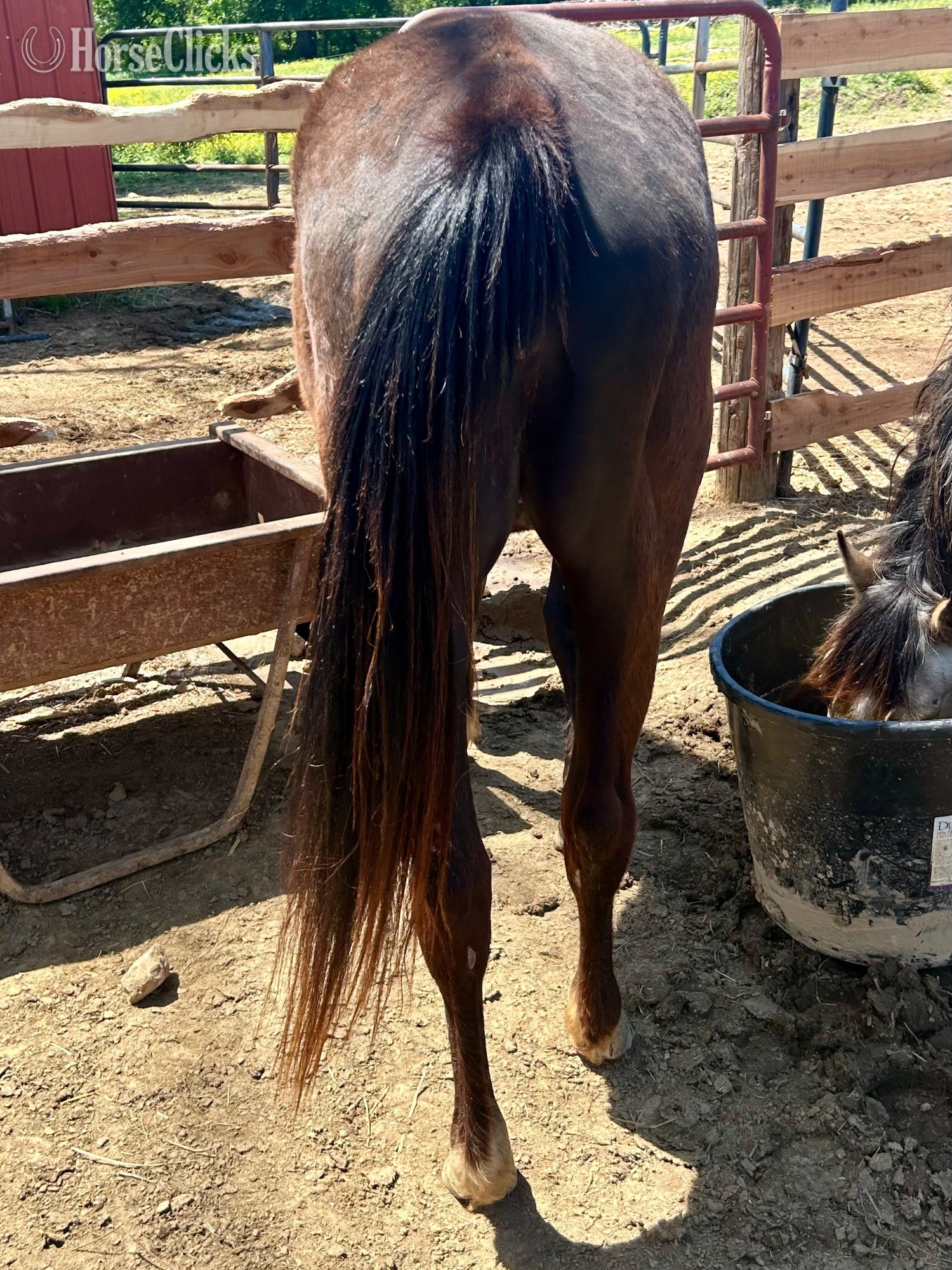 Kentucky "Chickaletta " Black Mare Quarter Horse