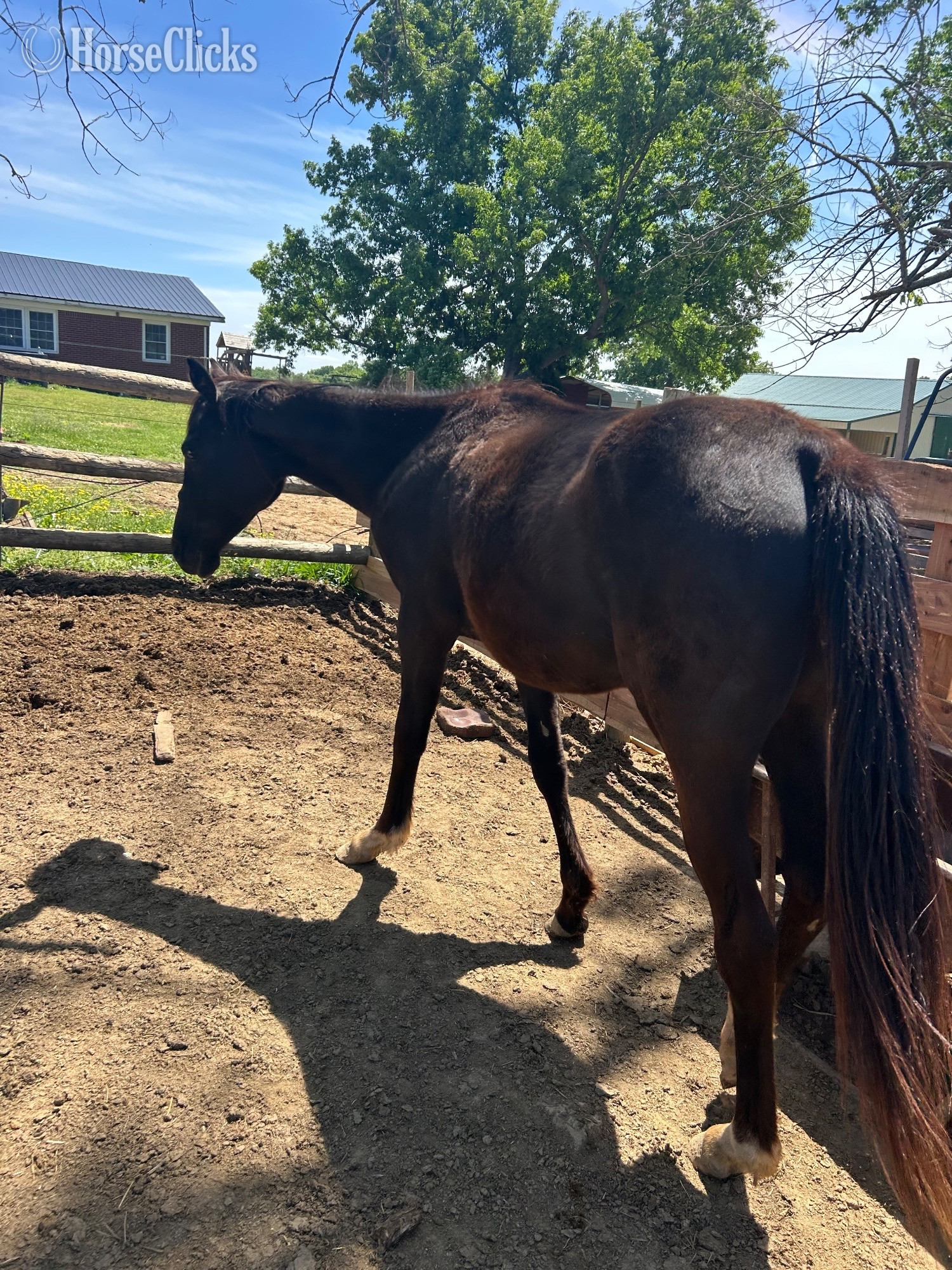 "Chickaletta " Black Mare Quarter Horse - Quarter Horse in Kentucky