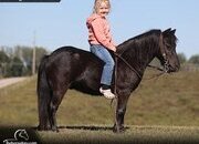 "Jiminy Cricket" Black Gelding Pony
