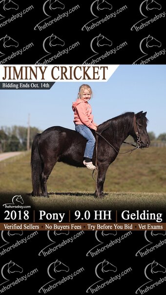 "Jiminy Cricket" Black Gelding Pony