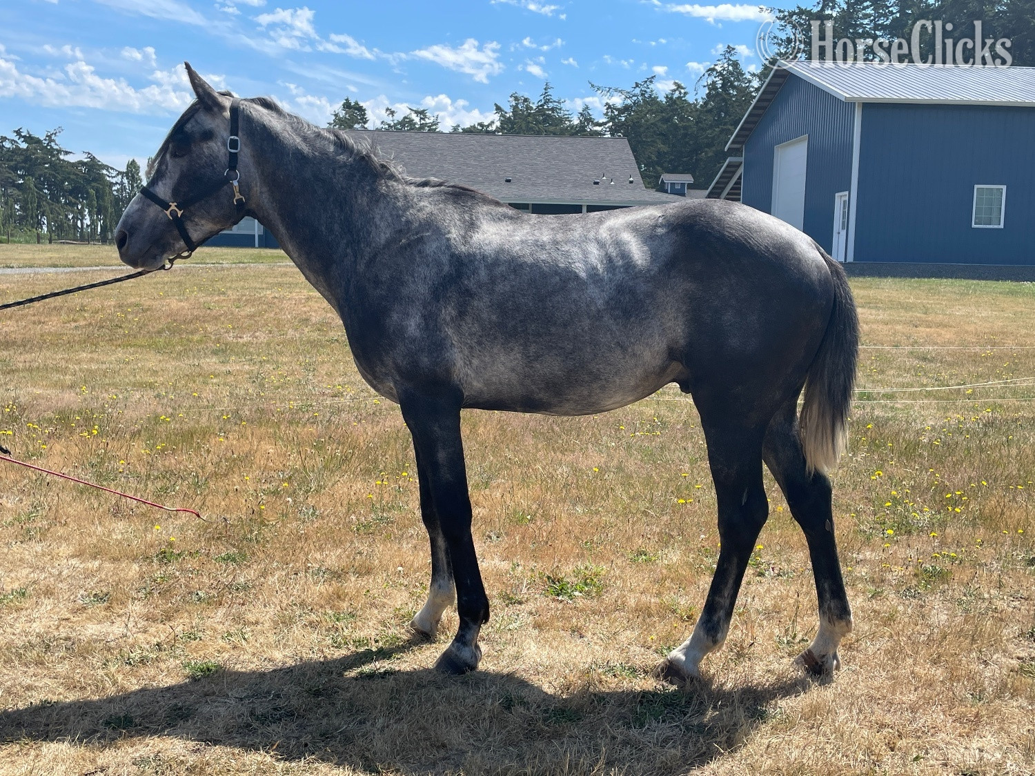"Bostons gemstone " Grey Stallion Irish Sport Horse in Washington