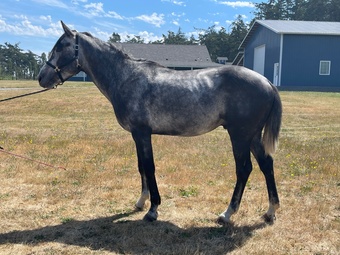 "Bostons gemstone " Grey Stallion Irish Sport Horse
