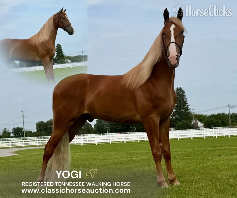 "YOGI" Sorrel Gelding Spotted Saddle in Tennessee