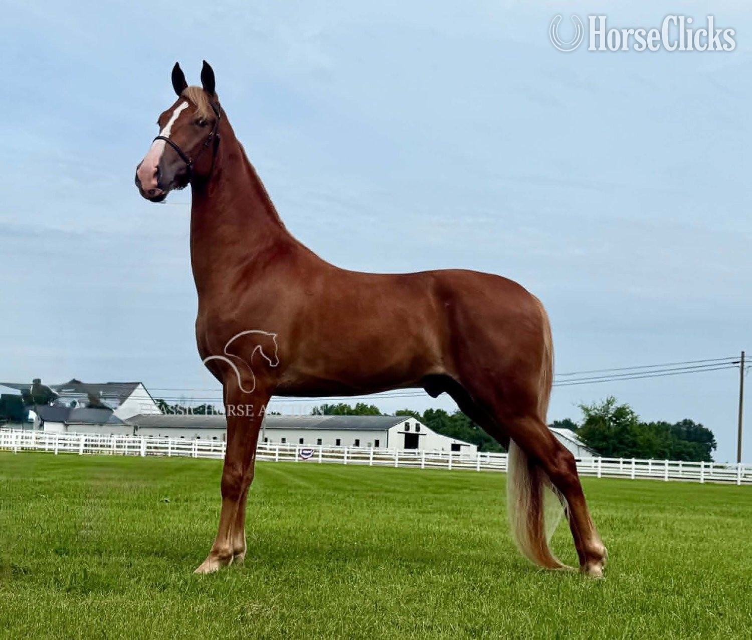 "YOGI" Sorrel Gelding Spotted Saddle