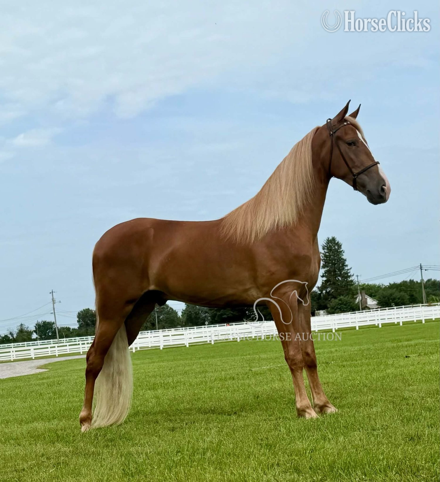 Tennessee "YOGI" Sorrel Gelding Spotted Saddle