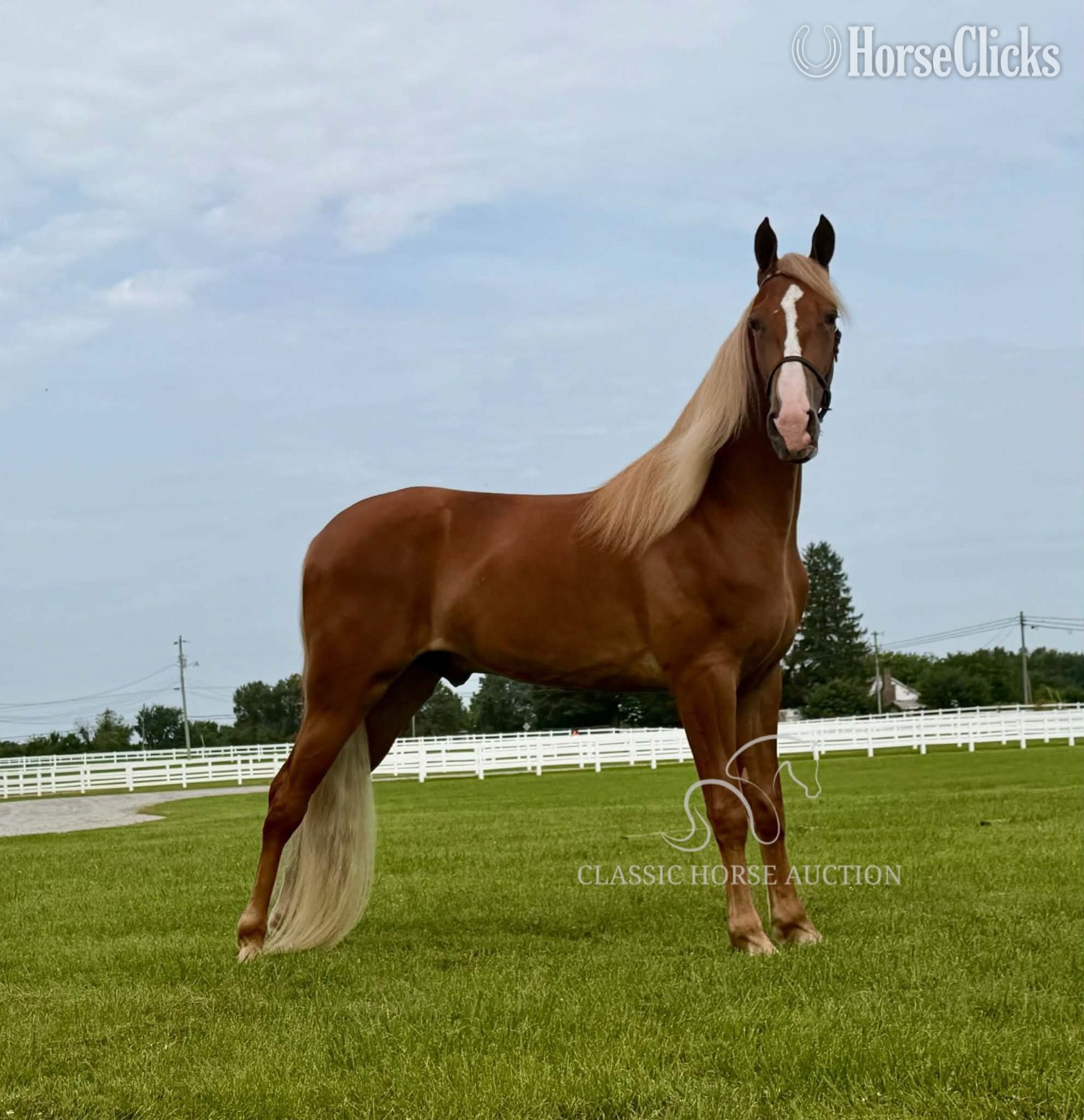 "YOGI" Sorrel Gelding Spotted Saddle - Spotted Saddle in Tennessee