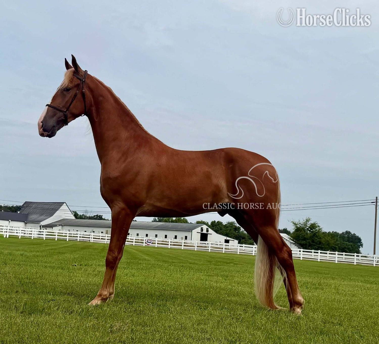 "YOGI" Sorrel Gelding Spotted Saddle - Spotted Saddle