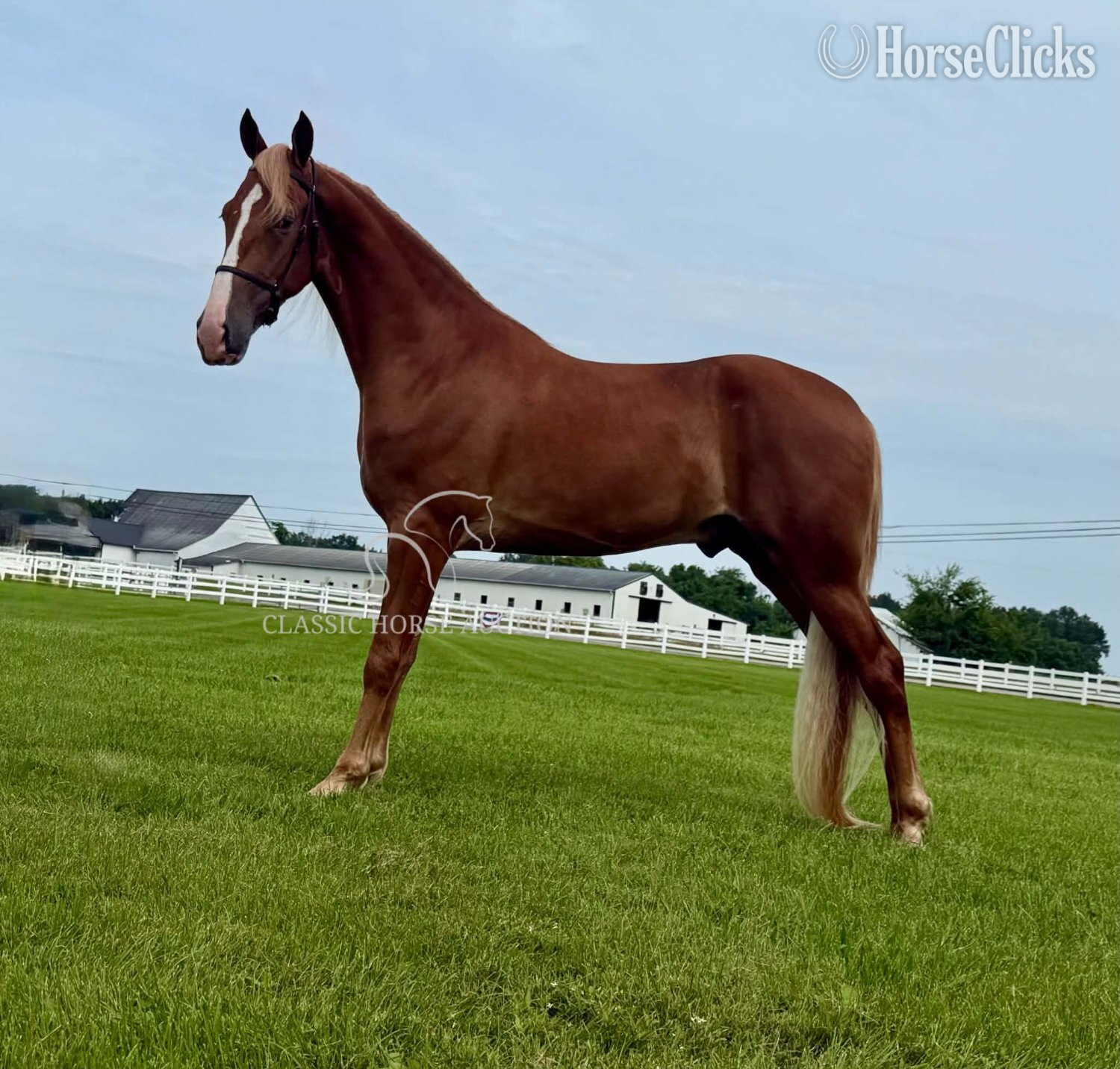 "YOGI" Sorrel Gelding Spotted Saddle Tennessee