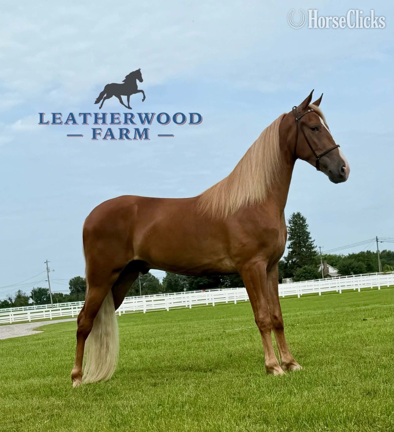 Spotted Saddle - "YOGI" Sorrel Gelding Spotted Saddle in Tennessee