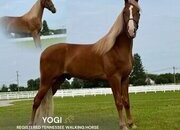 "YOGI" Sorrel Gelding Spotted Saddle