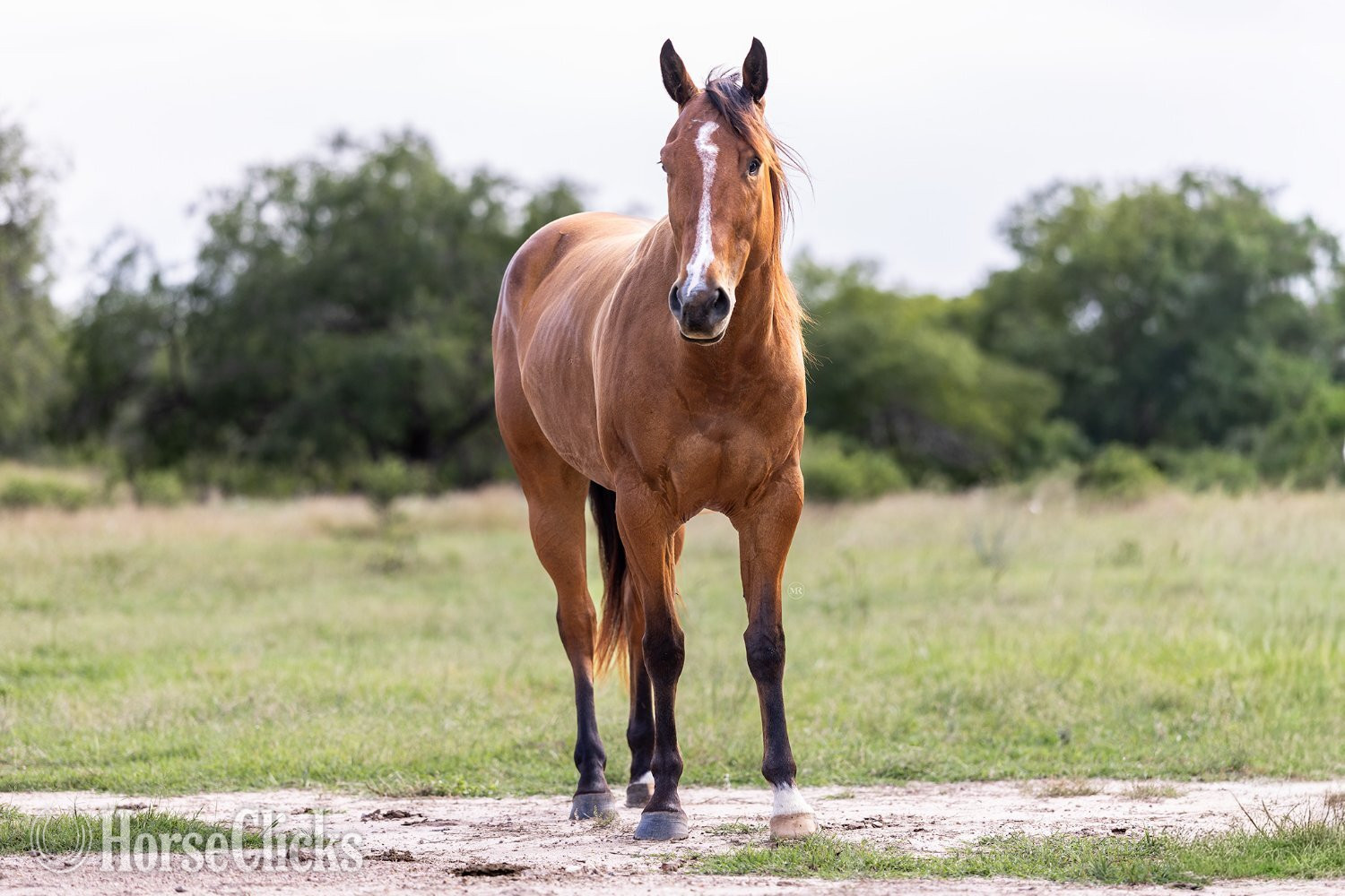 "VAL" Bay Mare Quarter Horse