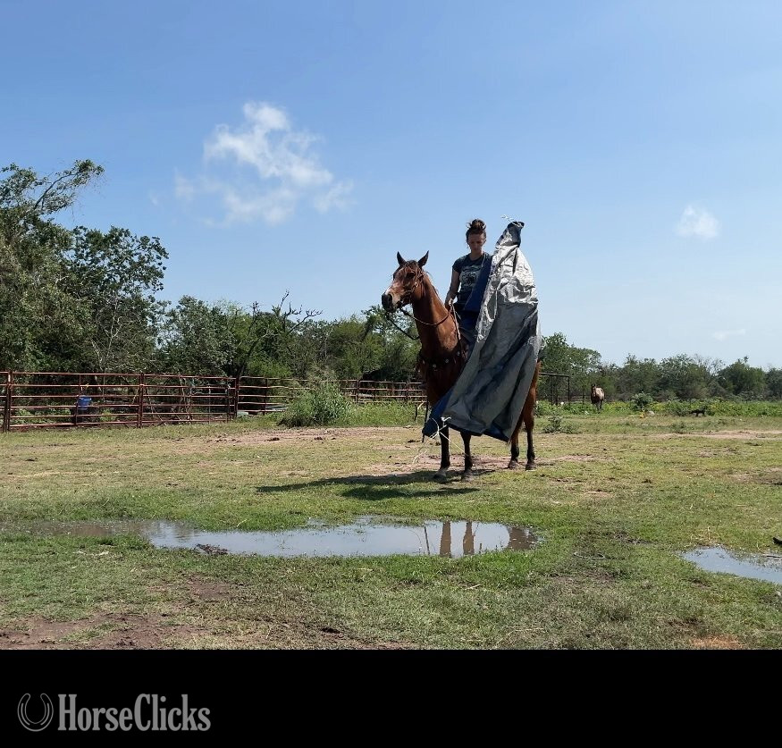 Quarter Horse - "VAL" Bay Mare Quarter Horse in Texas