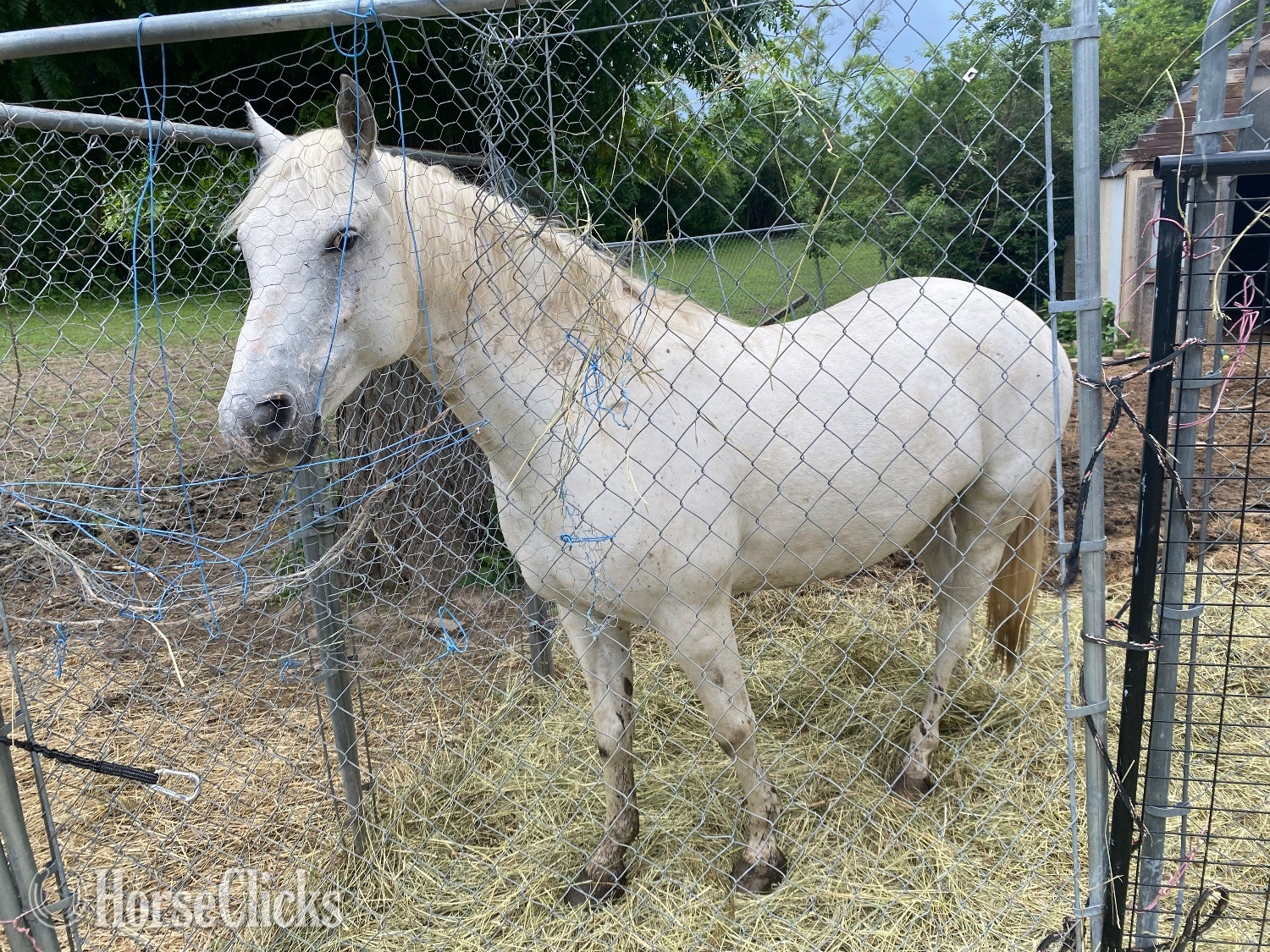 "Sterling" Grey Gelding POA in Illinois