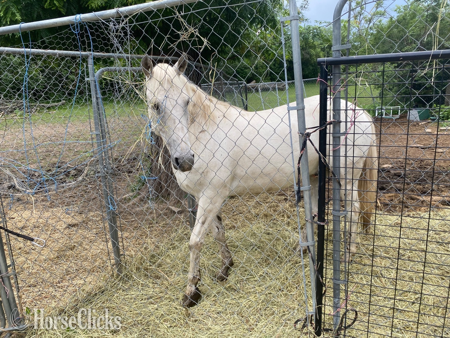 "Sterling" Grey Gelding POA