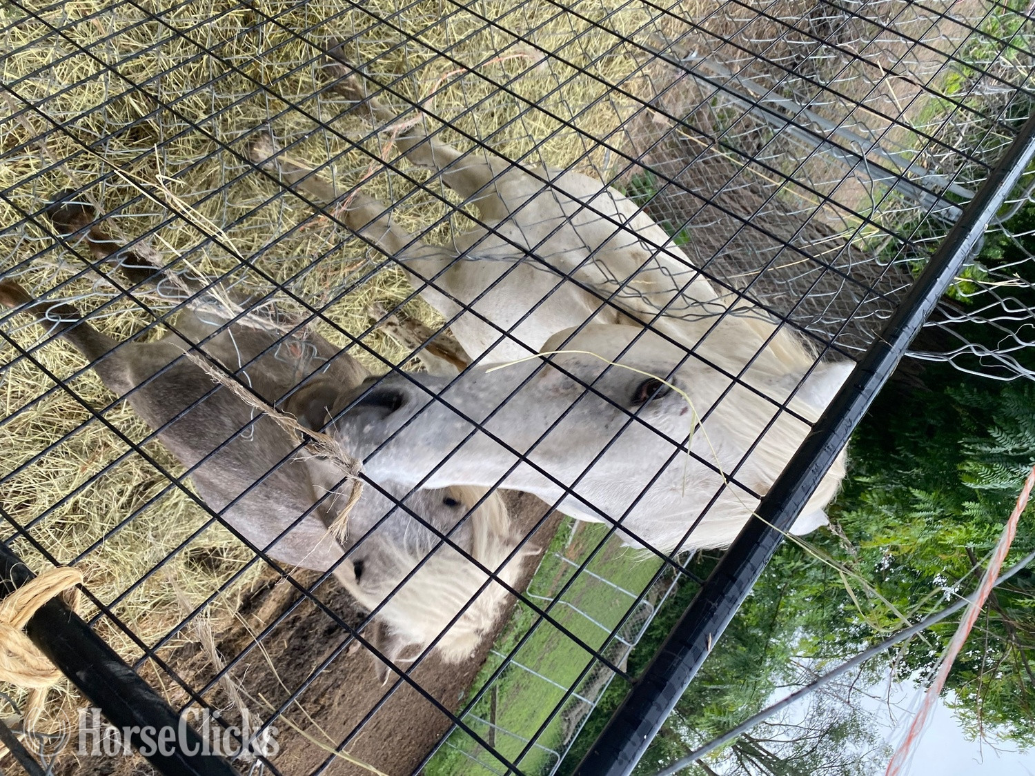 Illinois "Sterling" Grey Gelding POA