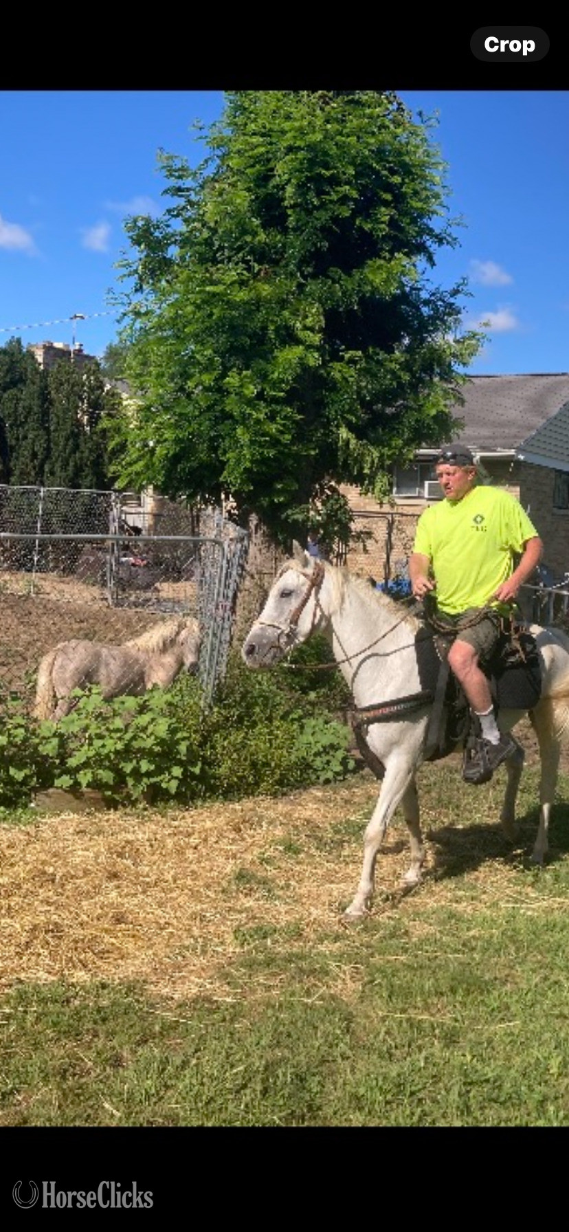 "Sterling" Grey Gelding POA - POA in Illinois