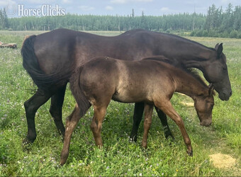 "Flash " Brown Colt Quarter Horse