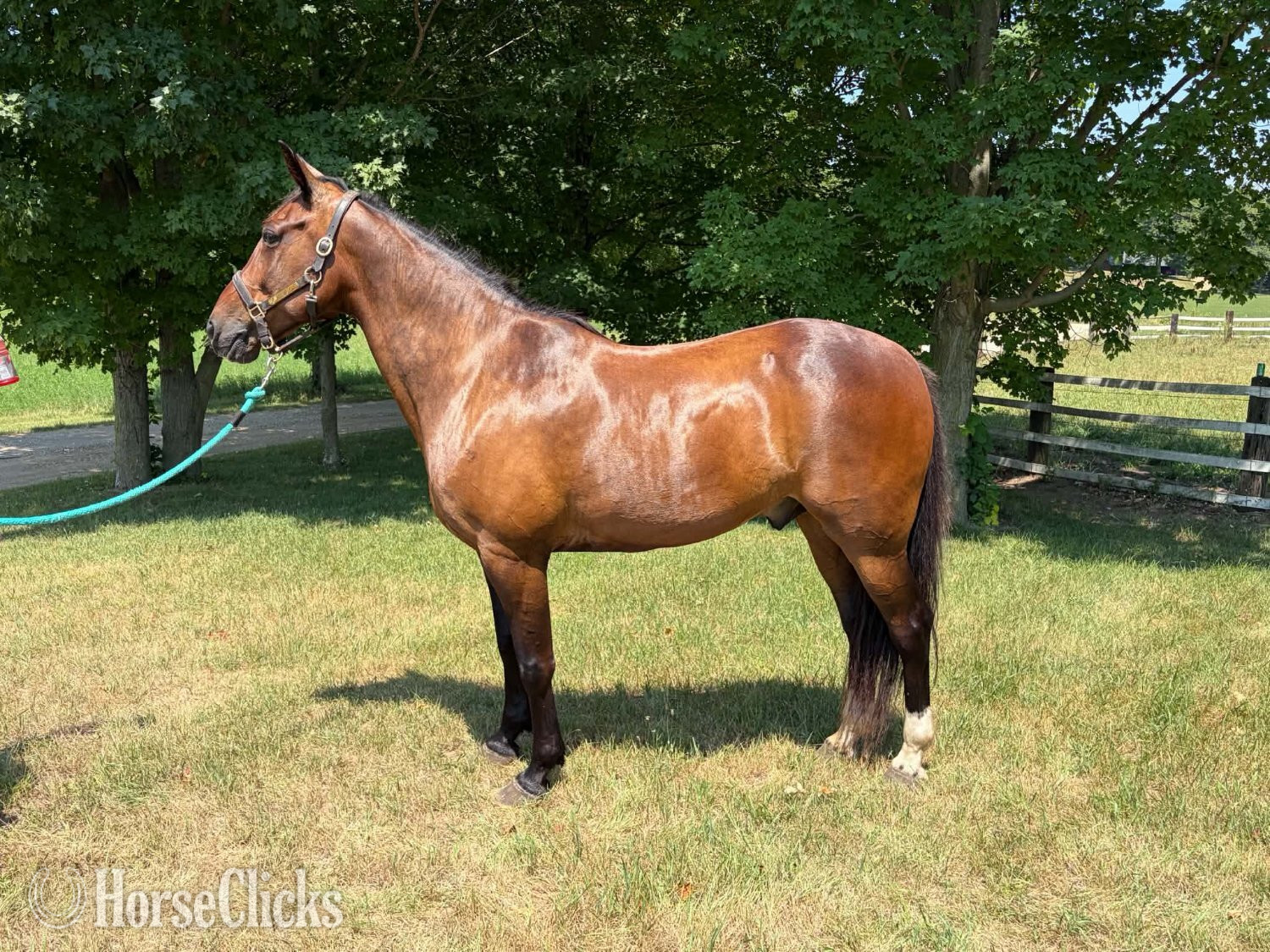 "ROWDY" Bay Gelding Draft