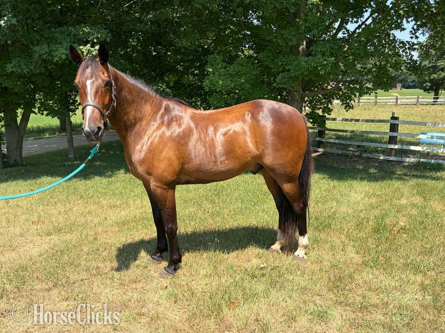 Michigan "ROWDY" Bay Gelding Draft