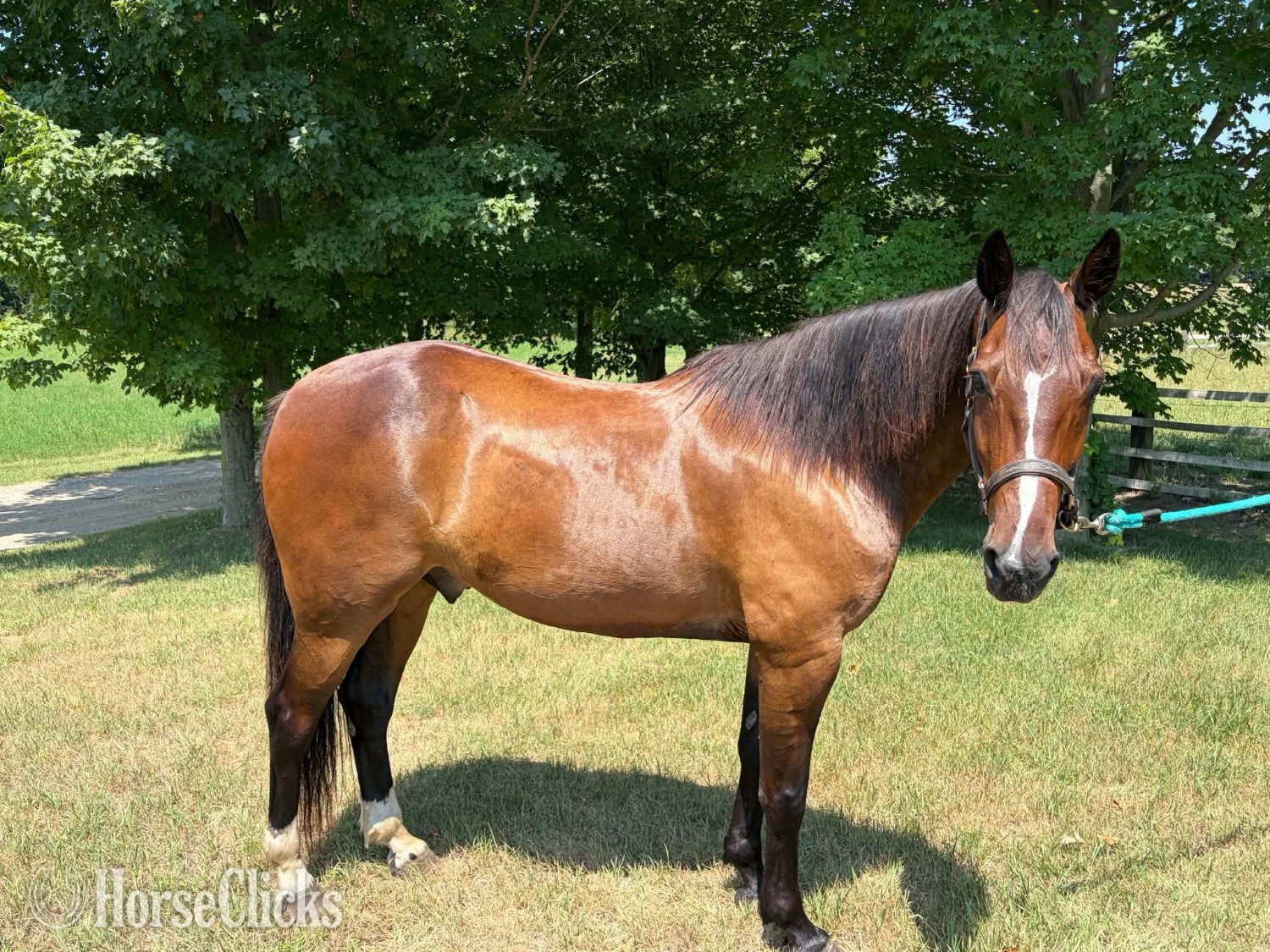 "ROWDY" Bay Gelding Draft - Draft in Michigan