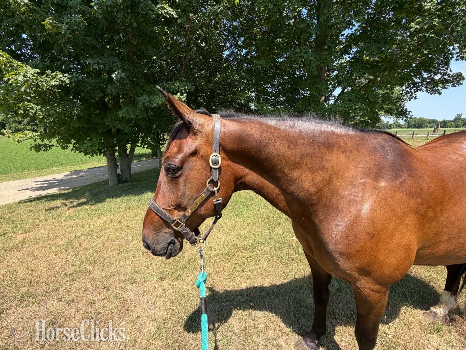 "ROWDY" Bay Gelding Draft - Draft