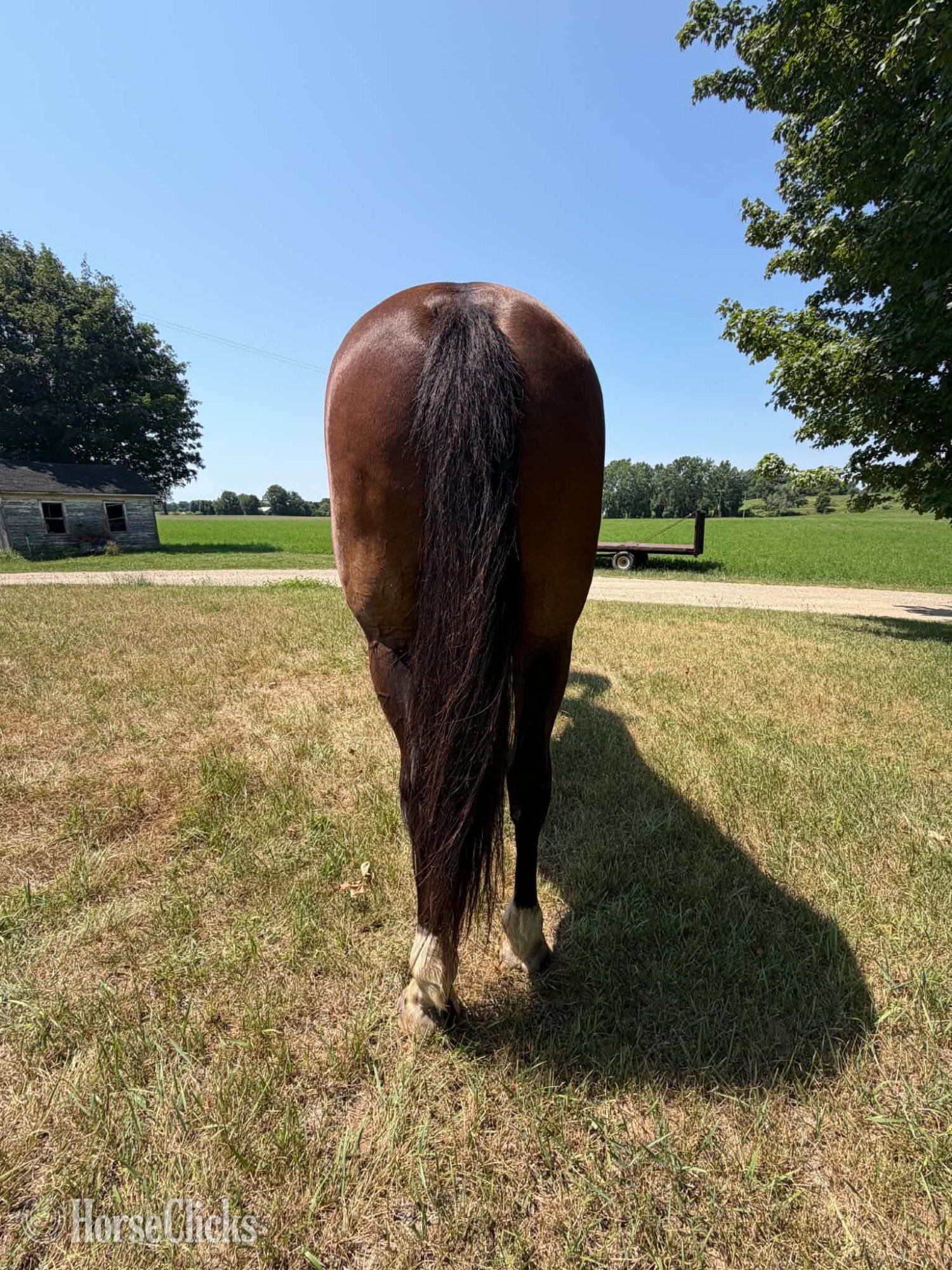 "ROWDY" Bay Gelding Draft Michigan