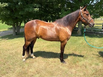 "ROWDY" Bay Gelding Draft