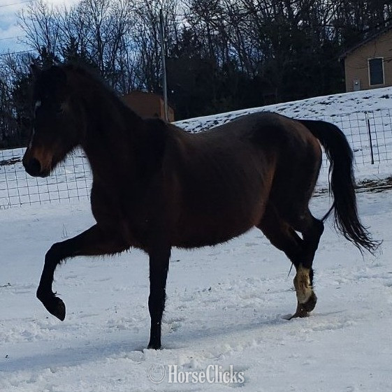 "Snowy" Bay Mare Hackney - Hackney