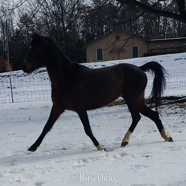 "Snowy" Bay Mare Hackney West Virginia